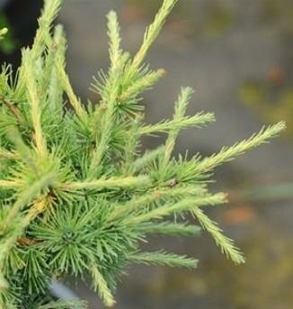 Big Mama American Larch