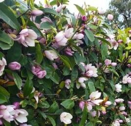 Fairy Magnolia Blush Tree