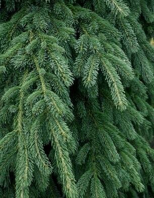 Weeping White Spruce
