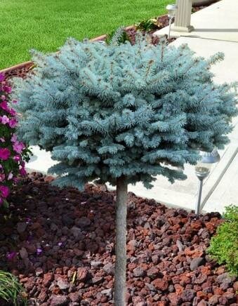 Tree Form Globe Blue Spruce