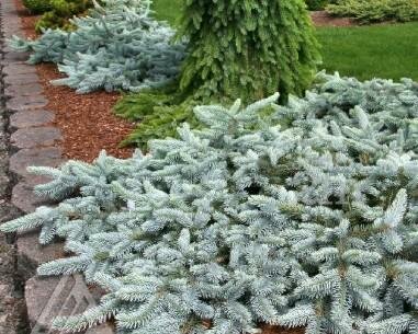 Procumbens Colorado Blue Spruce