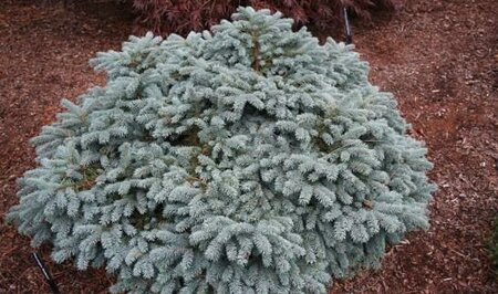 Waldbrunn Dwarf Blue Spruce