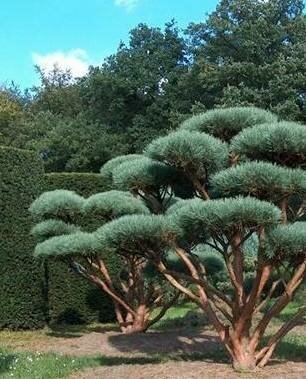 Topiary Water's Pine