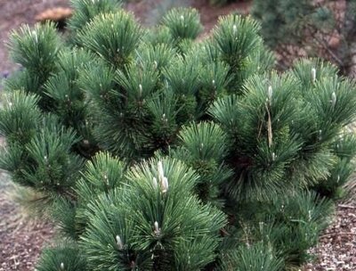 Thunderhead Japanese Black Pine