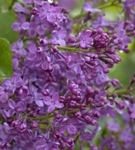 Bloomerange Dark Purple Lilac Tree