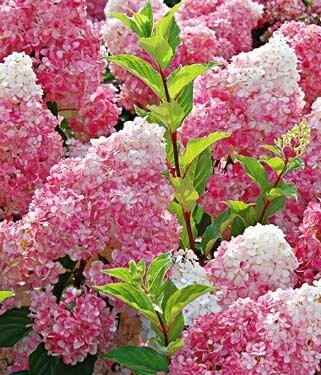 Vanilla Strawberry Hydrangea