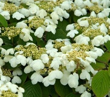 Marie's Double-File Viburnum