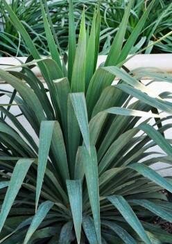 Weeping Yucca
