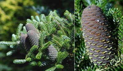 Silberlocke True Fir