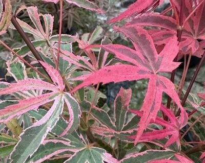 Pink Passion Japanese Maple