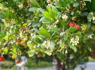 Marina Strawberry Tree