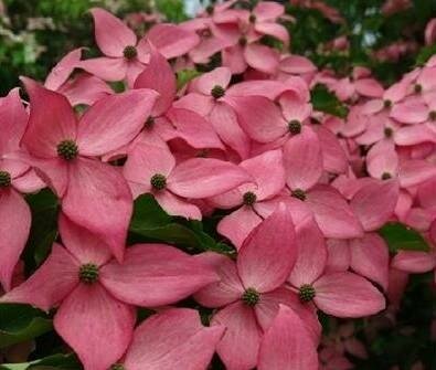 Scarlet Fire Japanese Dogwood