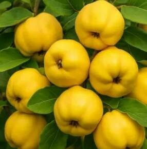 Angers Quince Tree