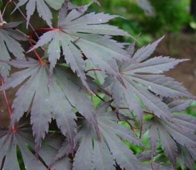 Red Dawn Full Moon Maple