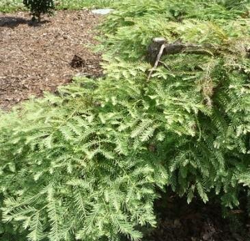 Miss Grace Dawn Redwood