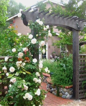 White Eden Climber Rose