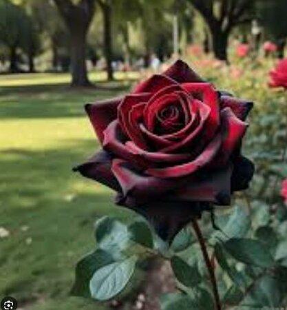 Black Baccara Hybrid Tea Rose Tree