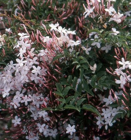 Pink Jasmine - image 2