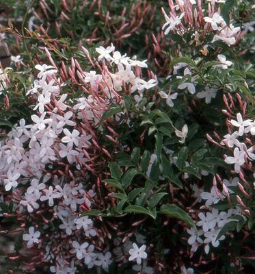 Pink Jasmine - image 2