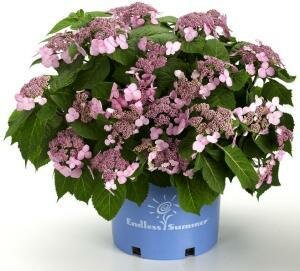 Twist-N-Shout Reblooming Lace-cap Hydrangea - image 2