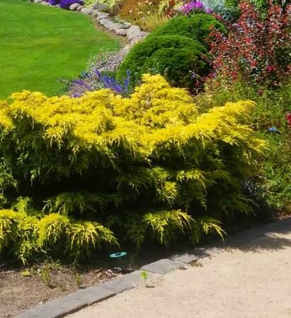 Golden Joy Juniper