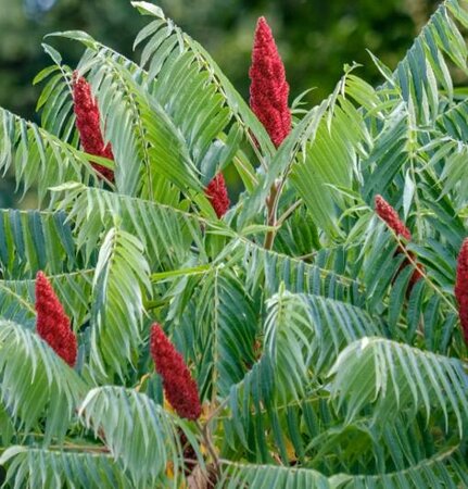 Staghorn Native Sumac