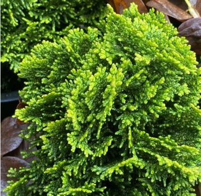 Golden Hage Hinoki Cypress