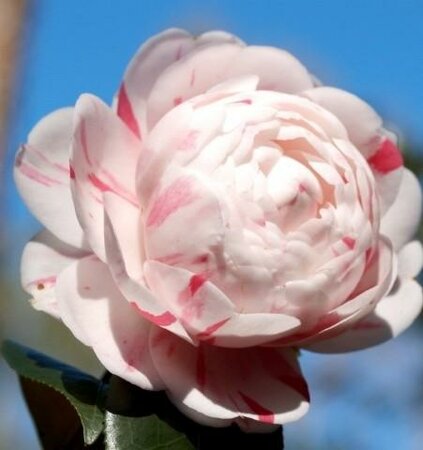 April Dawn Trellised Camellia