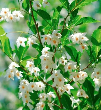 Japanese Snowbell - image 2