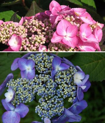 Twist-N-Shout Reblooming Lace-cap Hydrangea - image 3