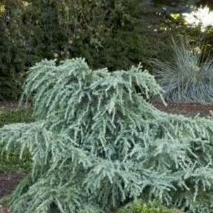 Feeling Blue Spreading Deodora