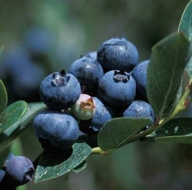 Duke Blueberry