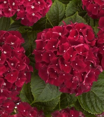 HI Fire Reblooming Hydrangea