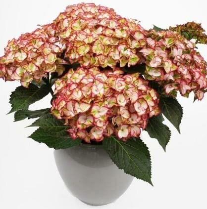 HI Moon Reblooming Hydrangea - image 1