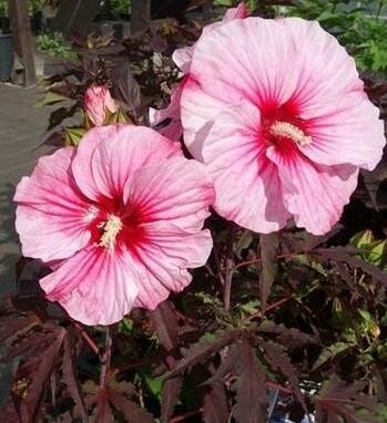 Pink Candy Carousel Hibiscus