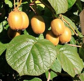 Self-Fertile (Jenny) Fuzzy Kiwi