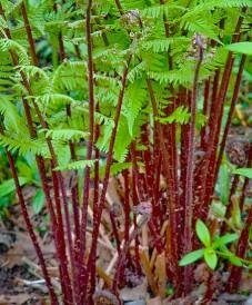 Lady in Red Fern