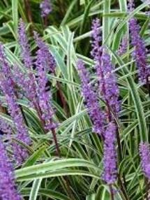 Silver Ribbon Liriope (Lilyturf)
