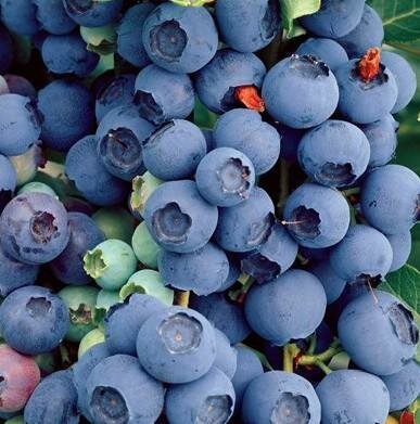Bluecrop Blueberry