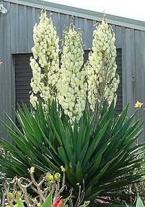 Adam'S Needle Yucca