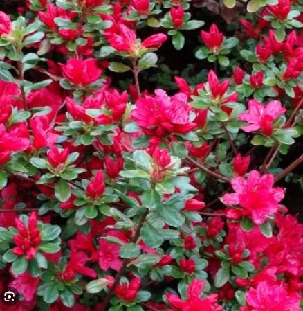 Japanese Azalea