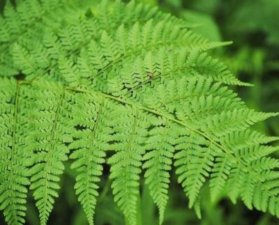 Shield Fern
