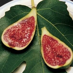 Stella Edible Fig