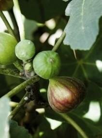 Black Spanish Edible Fig