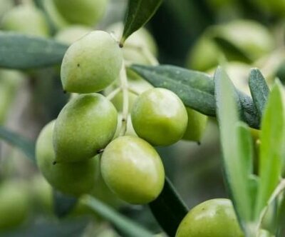 Harvest Joy Olive Tree