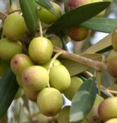 Favarol Olive Tree