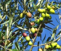 Paramount Olive Tree