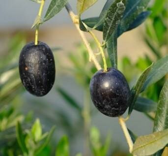 Black Pearl Olive Tree