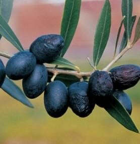 Bountiful Olive Tree