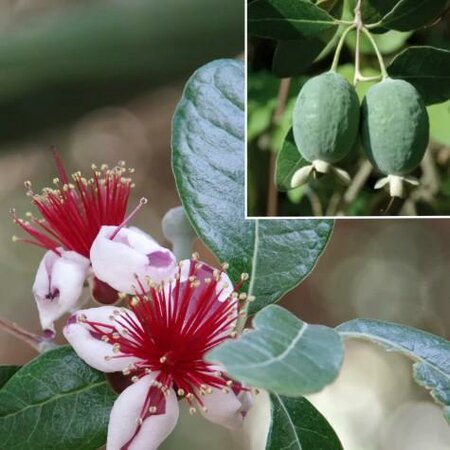 EarliHart Pineapple Guava